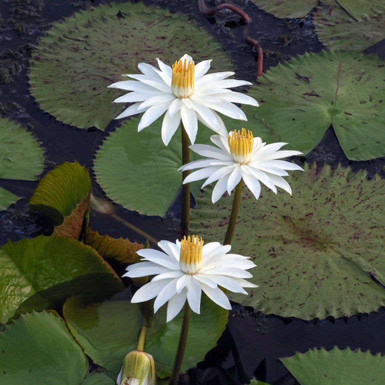 NEW "Wish Fulfilling Jewel in the Lotus" Essential Oil Blend