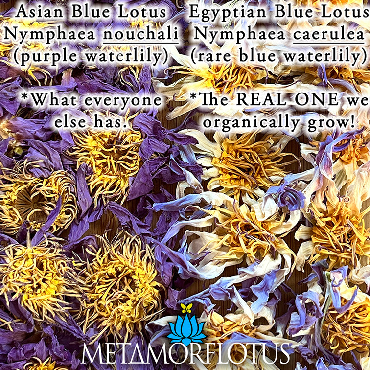 Egyptian True Blue Lotus Flower Tea