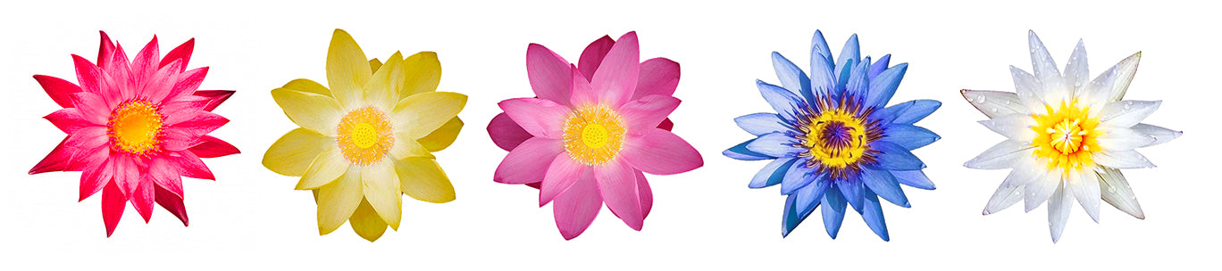 Safe use of Blue Lotus powder: What you should know - Nature Boost s.r.o.