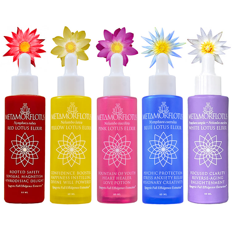 Lotus Flower Royal Treatment Set of Ten