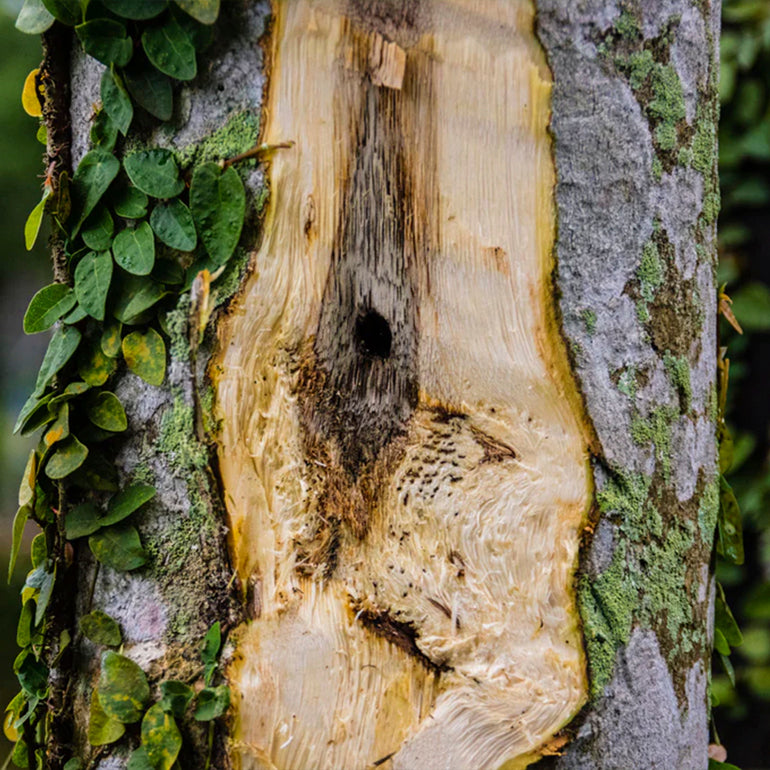 NEW "Wish Fulfilling Jewel in the Lotus" Essential Oil Blend